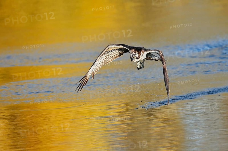 An osprey (Pandion haliaetus) flies over a lake in autumn, North Rhine-Westphalia, Germany