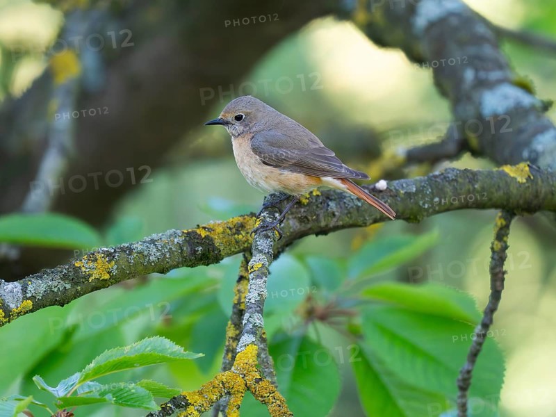 Common Redstart (Phoenicurus phoenicurus), mature female, perched on a branch, in its breeding territory, North Hesse, Germany