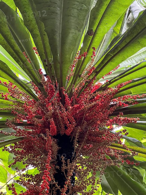 Cordyline (Cordyline fruticosa), in bloom with red panicles, fruit clusters, close-up, Botanical Garden, Bavaria, Germany