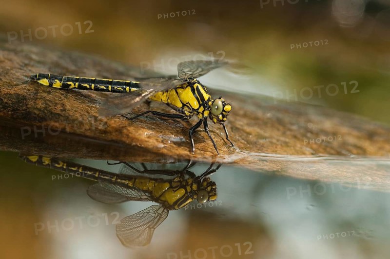 Common club tail, common wedge maid, gomphus vulgatissimus, anisoptera, damselflies, dragonflies, insects, dragonflies, mirror, odonata, mirror image