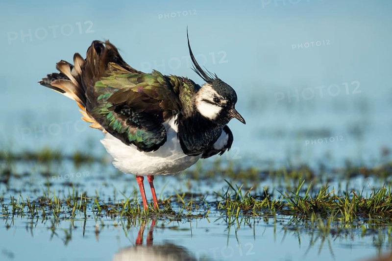 Northern Lapwing (Vanellus vanellus) in a wet meadow, Dümmer, Lembruch, Lower Saxony, Germany