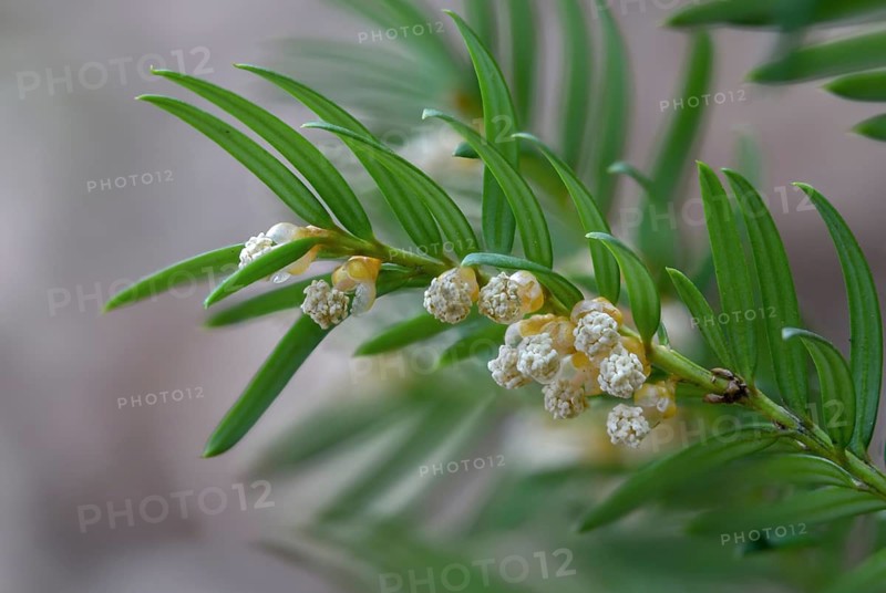 Yew, yew family, European yew, taxaceae, taxus baccata, blossom, flower, flora, male flowers, plants, yew