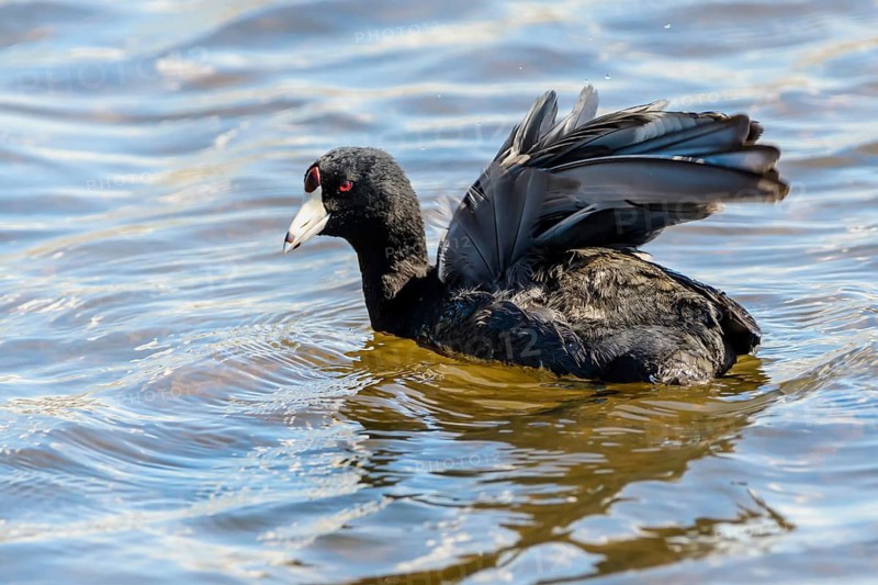 American Coot, (Fulica americana), flapping its wings, Burnaby Lake Regional Park, Burnaby, British Columbia, Canada