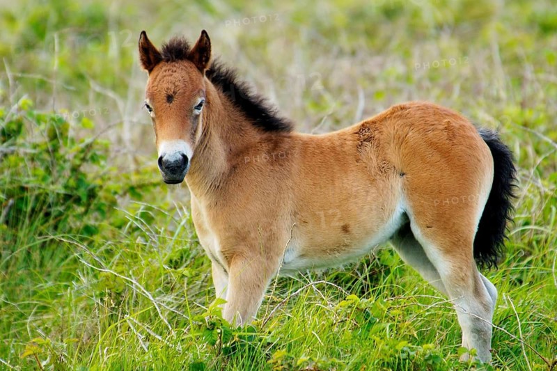 Exmoor - pony - foal, Texel island, Netherlands