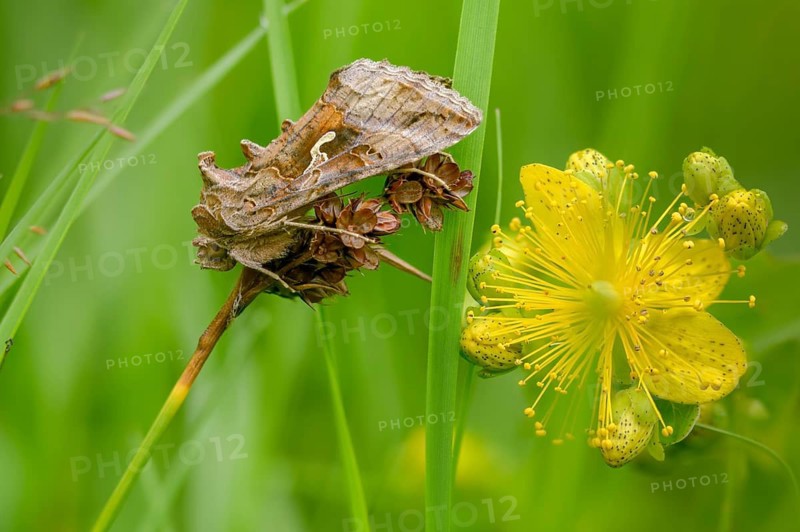 Autographa gamma, owl moth, gamma owl, noctuidae, pistol owl, butterfly, insects, moths, moths, moths, butterfly, silver y
