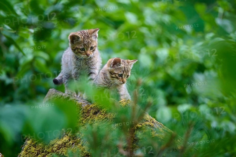 Two young cats explore a mossy area in the forest, kitten, European wildcat (Felis silvestris), Hesse, Germany