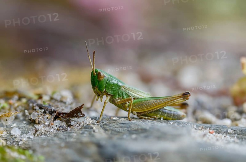 Acrididae, Caelifera, Chorthippus parallelus, field locusts, common grasshoppers, gomphocerinae, short-feeler scare, pseudochorthippus parallelus, grasshoppers, grasshoppers, insects, male, meadow grasshopper, male