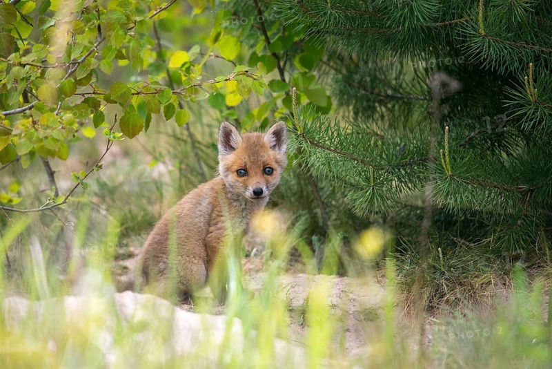 Carnivora, predators, red fox, vulpes vulpes, fox, adolescent, juvenile, mammals, raptors, mammals, puppies