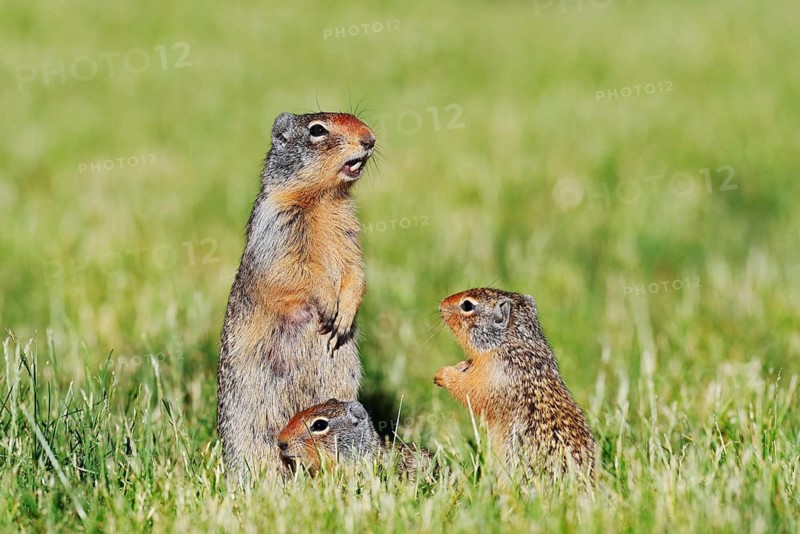 Columbian ground squirrel (Urocitellus columbianus, Spermophilus columbianus), female with young, Waterton Lakes National Park, Alberta, Canada