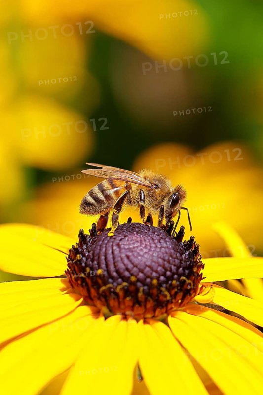 European honeybee (Apis mellifera) collecting nectar from a flower of the yellow coneflower (Echinacea paradoxa), close-up, macro photograph, Wilnsdorf, North Rhine-Westphalia, Germany