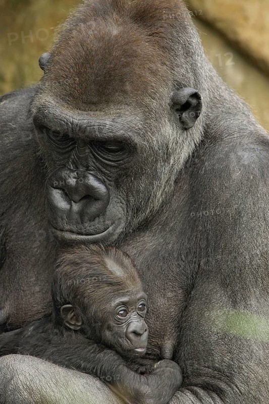 Gorilla, mother with baby gorilla, (gorilla gorilla), silverback