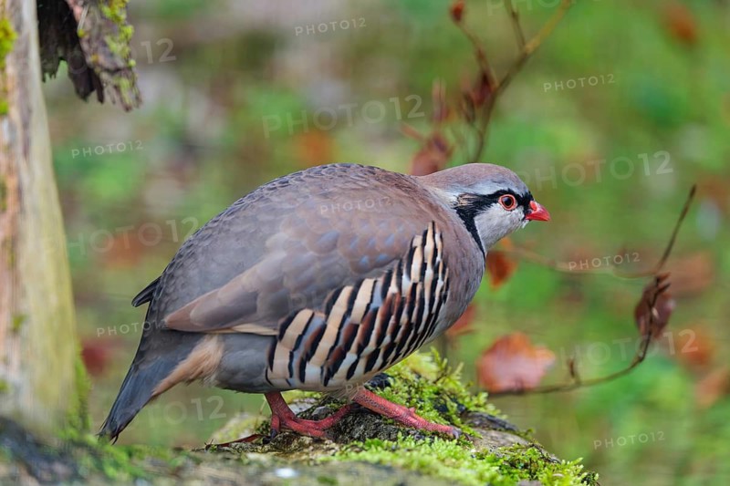 A rock partridge (Alectoris graeca) rests on a mossy tree trunk lying on the ground. Austria, Germany, Italy, Switzerland