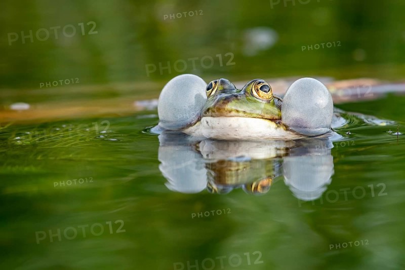 Pool frog (Pelophylax esculentus), Dümmer, Lembruch, Lower Saxony, Germany