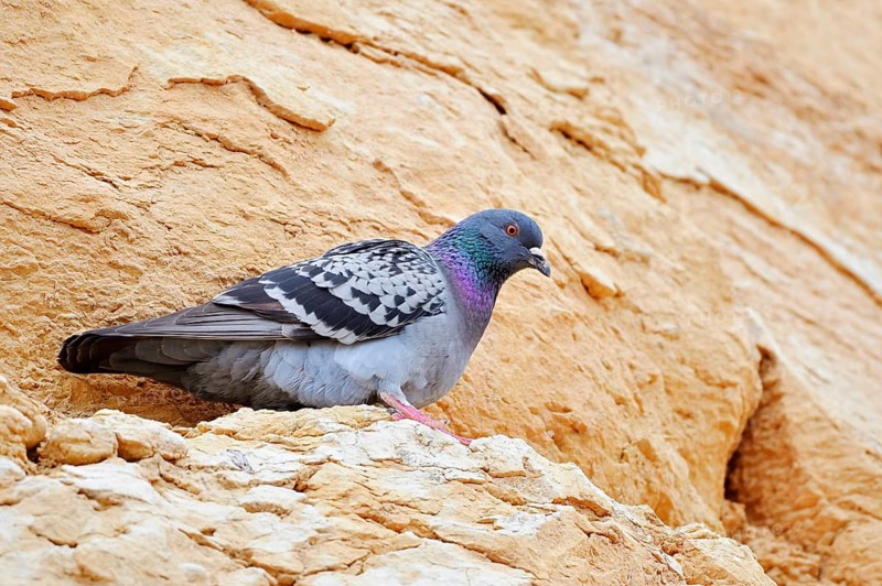 Rock pigeon (Columba livia), Algarve, Portugal