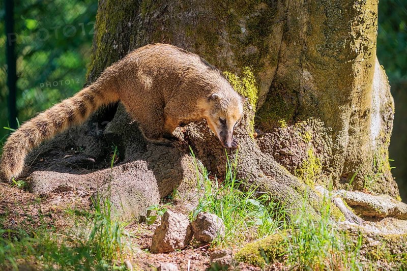 A South American coati (Nasua nasua) searches for food at the edge of the forest in the morning light. Tropical and subtropical South America, Colombia, The Guianas, Uruguay, Argentina, Ecuador, brazil, mexico, costa rica