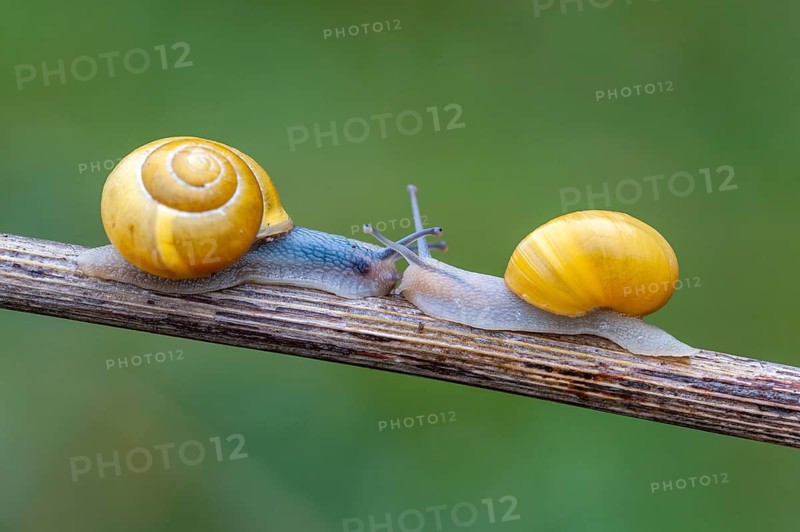 Garden banded snail (Cepaea hortensis), Vechta, Lower Saxony, Germany