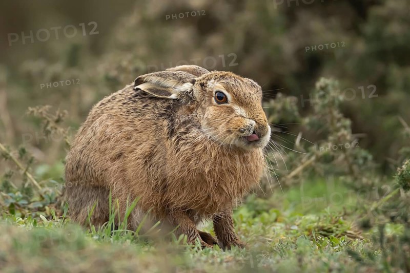 European brown hare (Lepus europaeus) adult animal in grassland, England, United Kingdom