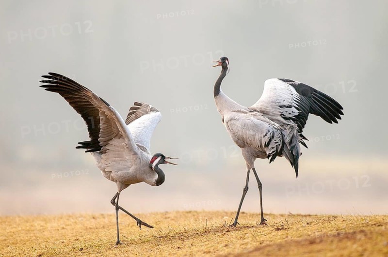 Crane (Grus grus), courtship, crane dance, Fågelsjö, Gävleborg County, Sweden
