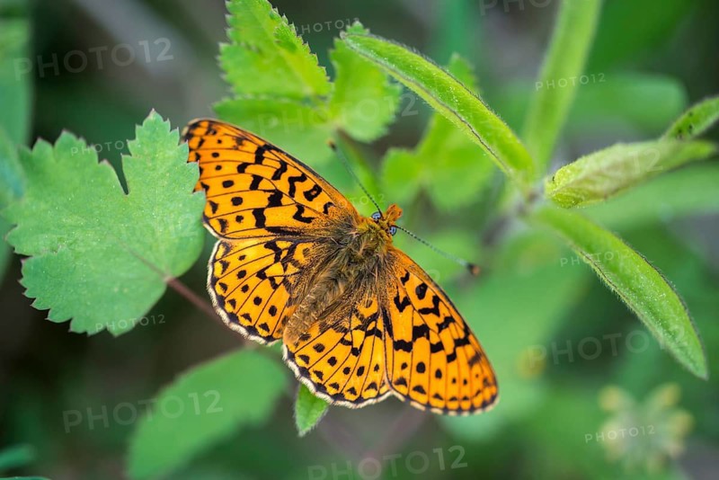 Boloria euphrosyne, clossiana euphrosyne, spring mother-of-pearl butterfly, pearl-bordered fritillary, silverspot pearl butterfly, butterfly, insects, butterfly, butterflies, butterflies, butterflies