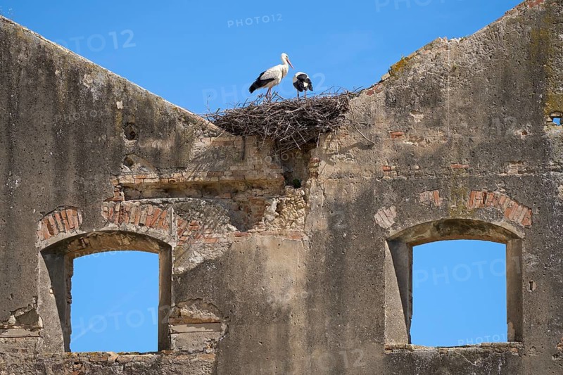 White storks, ciconia ciconia, nesting in a storks colony in Andalusia near Jerez de la Frontera, Spain