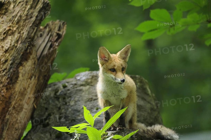 Fox, red fox, Warstein, summer