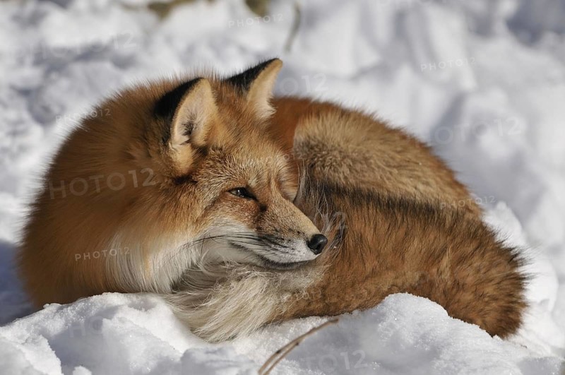 Red fox lying dormant in snow, Sauerland North Rhine-Westphalia, January 2009