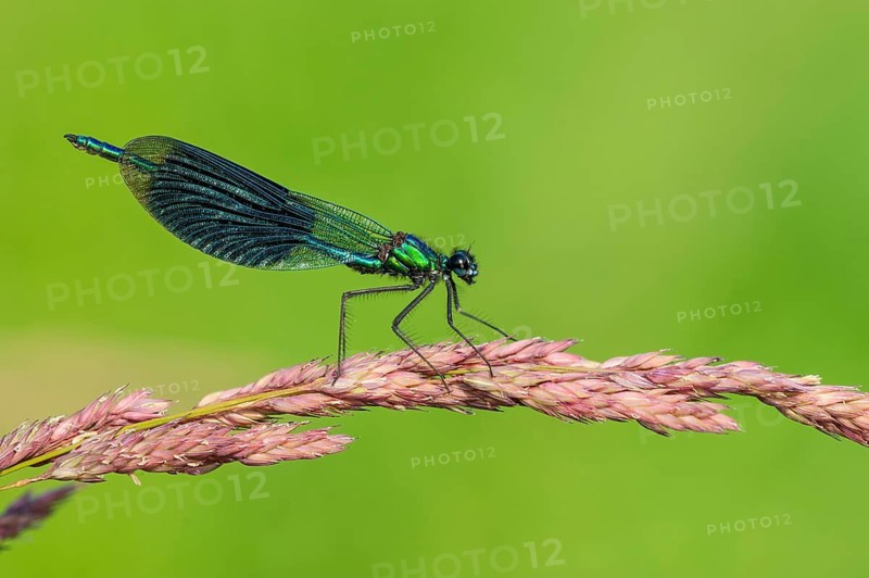 Banded demoiselle (Calopteryx splendens) on the River Hunte, Goldenstedt, Lower Saxony, Germany