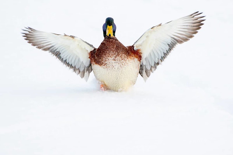 Flying mallard (anas platyrhynchos) in the snow, Vechta, Lower Saxony, Germany