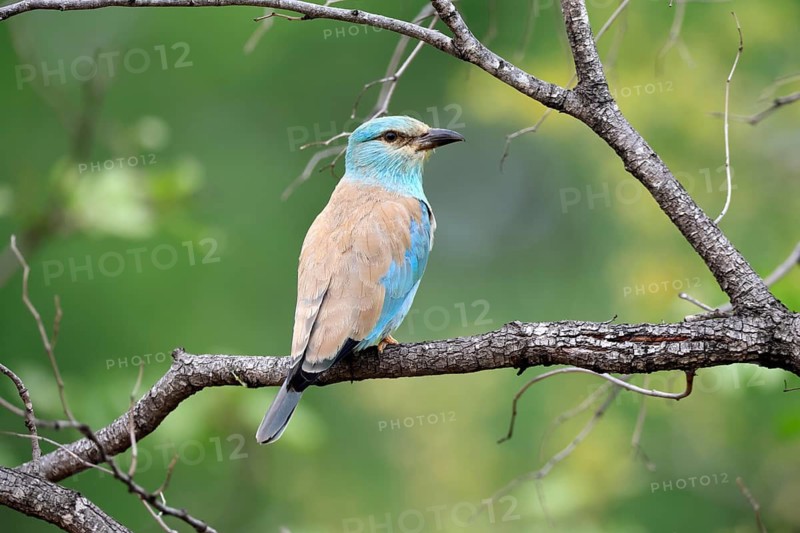 European roller (Coracias garrulus), adult, perched on a tree, on a perch, alert, Kruger National Park, South Africa