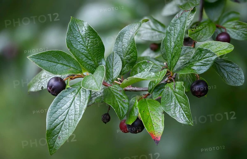 Cotoneaster acutifolius var lucidus, shiny cotoneaster, hedge cotoneaster, Peking cotoneaster, shiny cotoneaster, cotoneaster, cotoneaster, flora, plants, plants