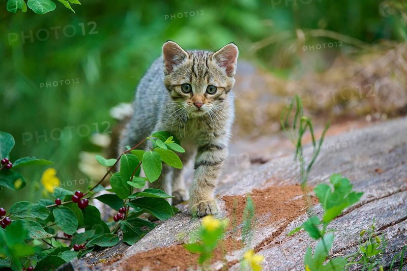 A curious kitten sniffs the ground during a walk in the woods, young European wildcat (Felis silvestris), Hesse, Germany