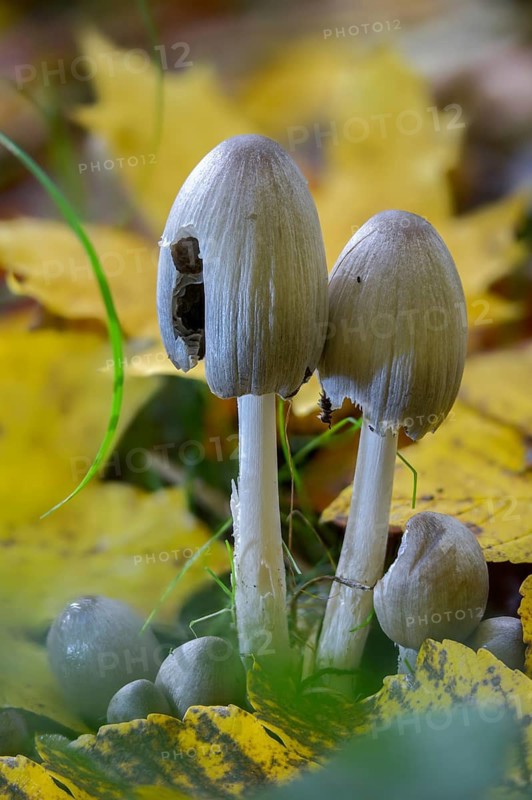Coprinopsis atramentaria, Coprinus atramentarius, wrinkle tint, gray tintling, knot tint, fungi, fungus, high size, portrait format, mushrooms