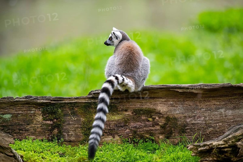 Ring-tailed lemur (Lemur catta) sitting on an old tree trunk, captive, Germany