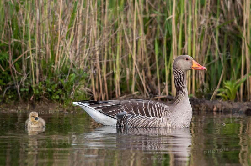 Anser Anser, Greylag or Graylag Goose, Grelag Goose, Anatidae, Birds, Duckbirds, Goose, Geese, Birds, Waterbirds