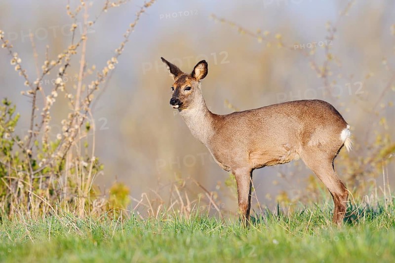 European roe deer (Capreolus capreolus), doe in spring, North Rhine-Westphalia, Germany