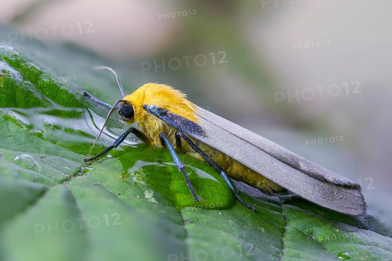 Four-spotted footman, large lichen bear, lithosia quadra, oeonistis quadra, four-spotted lichens, insects, moths, moths, butterflies