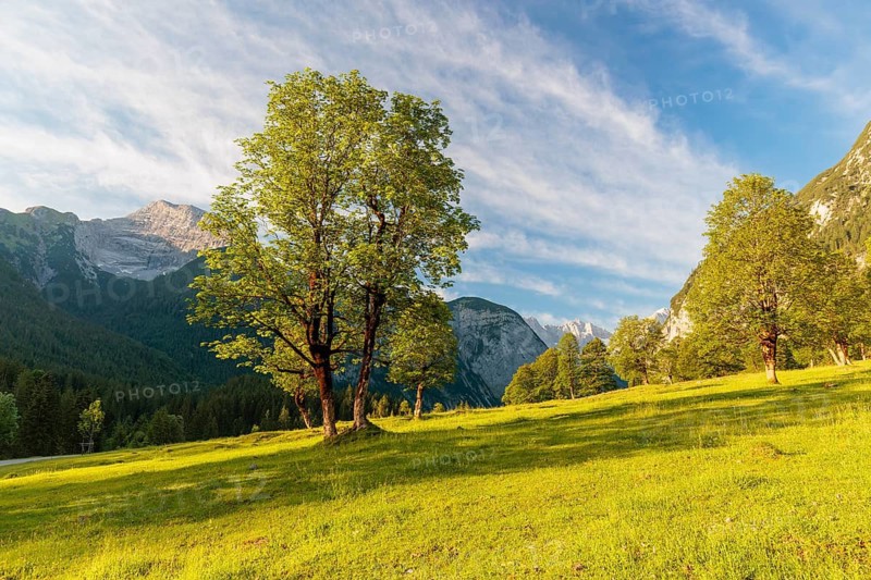 Sycamore maple (Acer pseudoplatanus) in the Grosser Ahornboden Nature conservancy area on a sunny day. Eng valley, Tyrol, Karwendel mountains, Austria
