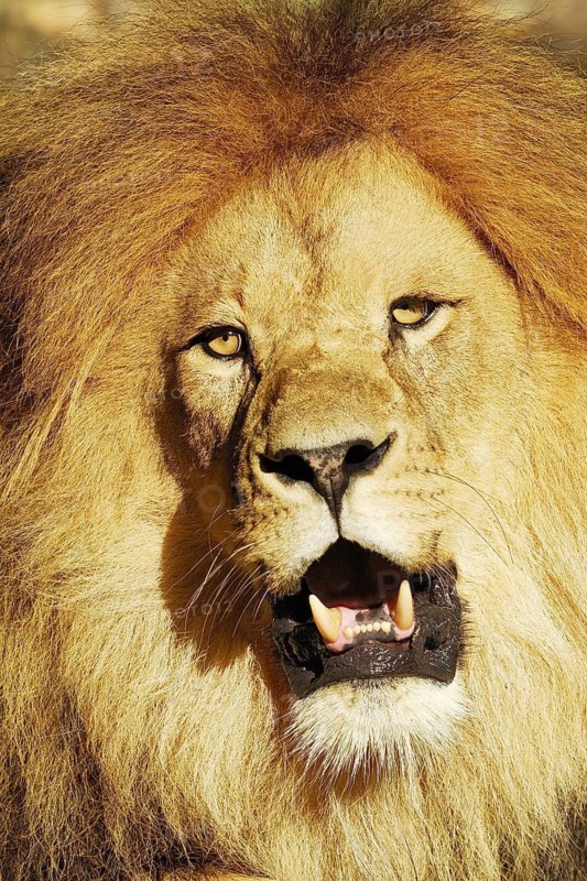 Lion/Panthera leo/Lion/Magnificent Maned Lion/Etosha NP./Namibia/Africa, Namibia