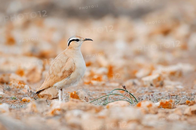 Racing Bird (Cursorius cursor bannermanni), Fuerteventura, Canary Islands, Spain