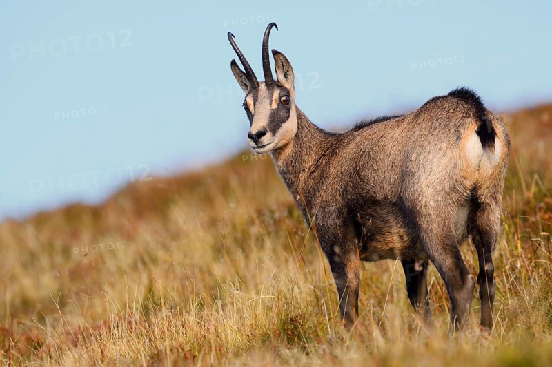 Chamois (Rupicapra rupicapra) in autumn, Vosges, France