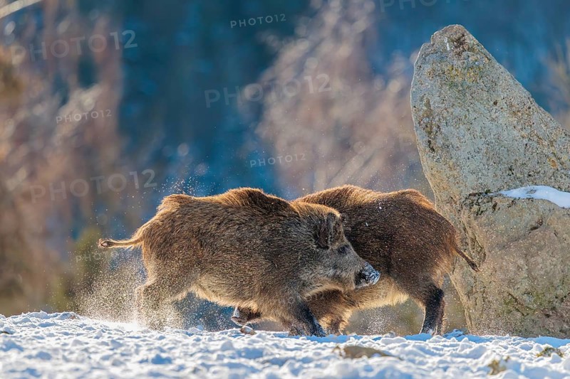 Two young wild boars (Sus scrofa) wrestle with each other in the backlight of the sun in a clearing. Their raised dorsal crests glow in the light. Bavaria, Germany