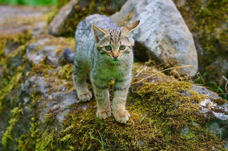 Kitten on moss-covered stones, curiously exploring its surroundings, young European wildcat (Felis silvestris), Hesse, Germany