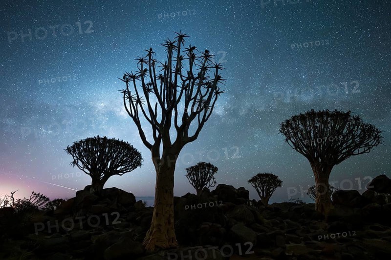 Quiver trees (Aloe dichotoma), night shot with starry sky, quiver tree forest in Garaspark near Keetmanshoop, Karas Region, Namibia