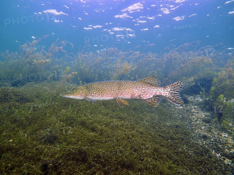 A pike (Esox lucius) swims through a seagrass-covered underwater landscape in clear water, at the Parkhaus Post dive site, Überlingen, Lake Constance, Germany