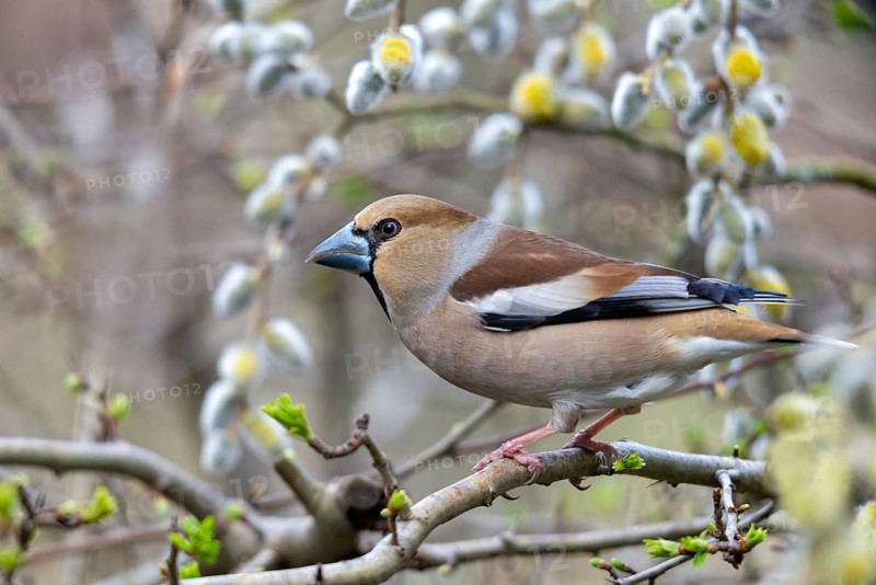 Coccothraustes Coccothraustes, Hawfinch, Heartbiter, Birds, Spring, Passeri, Songbirds, Jump, Birds