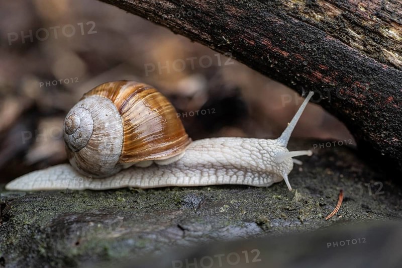 Garden snail (Helix pomatia), Emsland, Lower Saxony, Germany