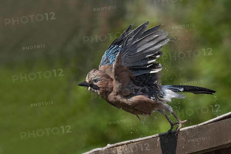 A jay (Garrulus glandarius) taking departure from a wooden surface in green surroundings after a bath, Hesse, Germany