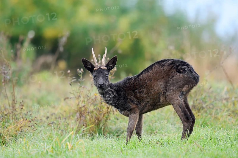 European roe deer (Capreolus capreolus), black roe deer, male roe deer standing in a meadow, Lower Saxony, Germany