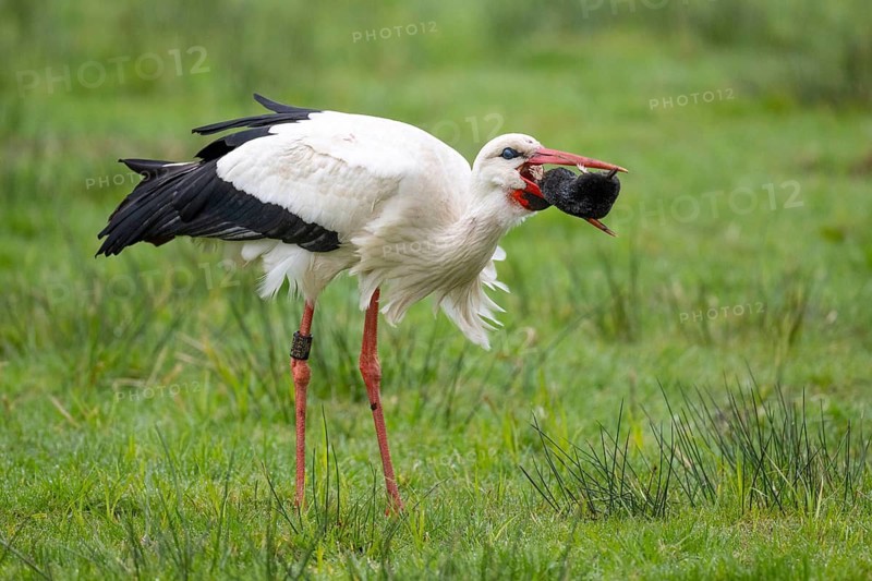 A white stork (Ciconia ciconia) catches a mole, Lembruch, Lower Saxony, Germany