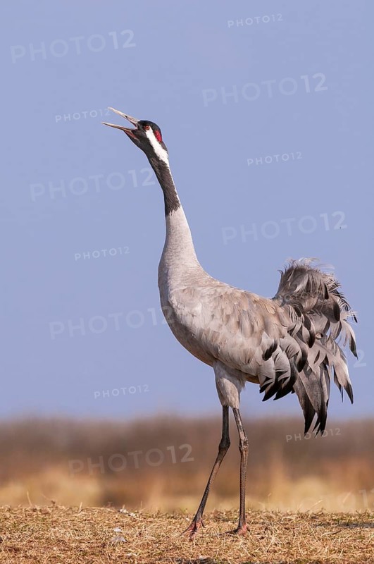 A crane (Grus grus) during courtship, display behaviour, Fågelsjö, Gävleborg County, Sweden